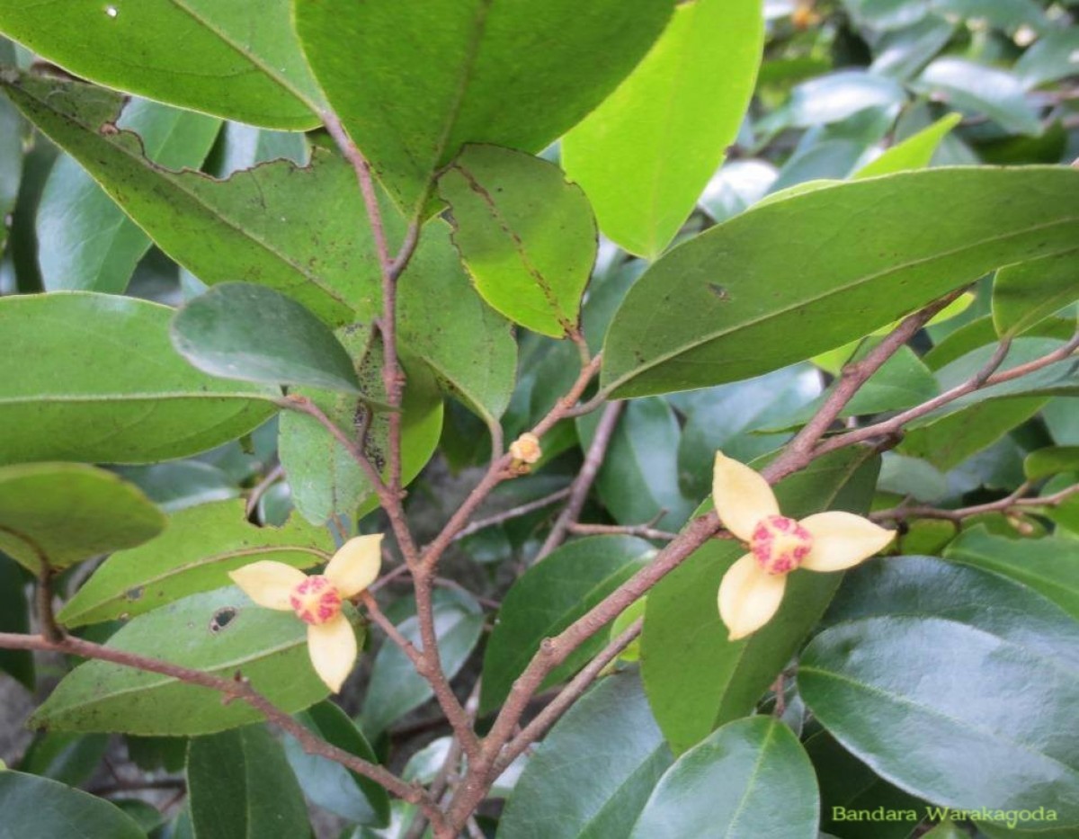 Mitrephora heyneana (Hook.f. & Thomson) Thwaites